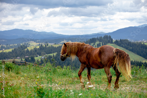 beautiful brown horse in filed mountains on background