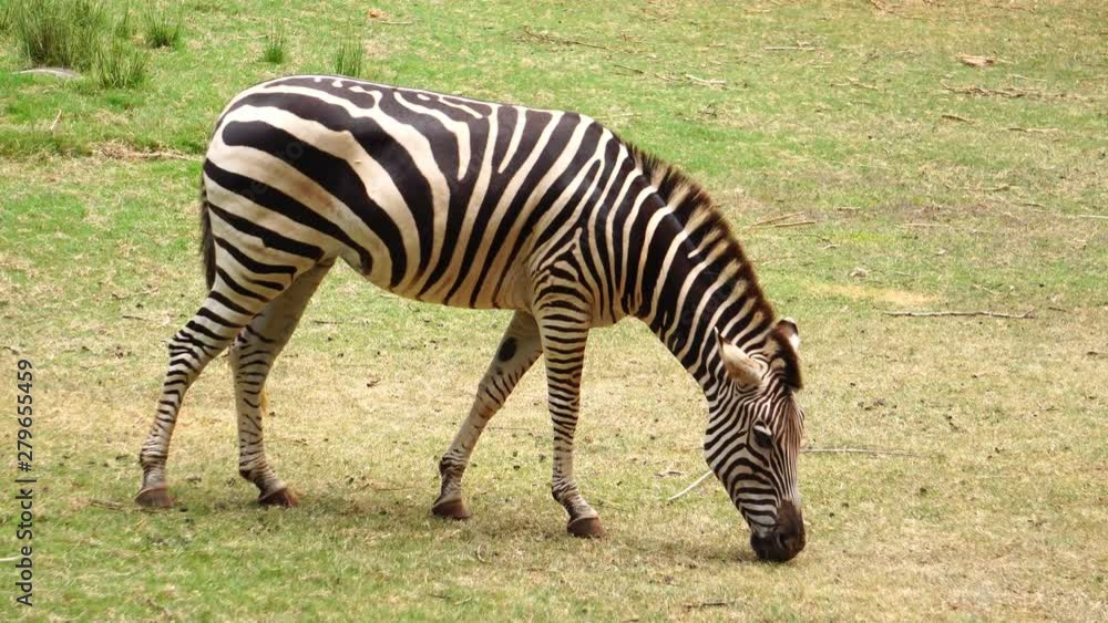 The male zebra was eating grass on pasture during the day footage 4K The male zebra was eating grass on pasture during the day footage 4K