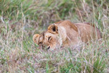 Lioness resting in the long grass of the Masai Mara