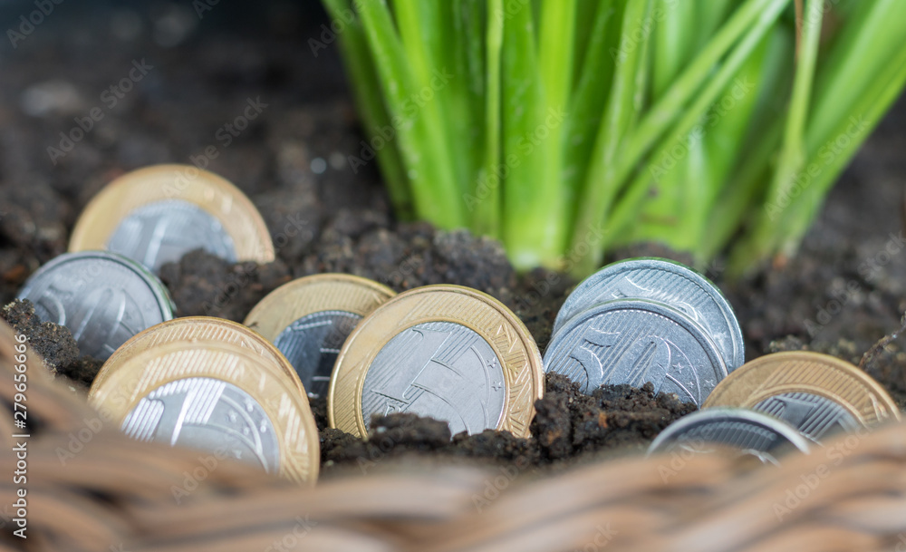Fototapeta premium Coins of 1.00 and 0.50 cents of Brazilian money planted in pots with soil and plant. Growing.