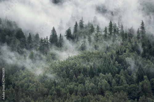 Fototapeta Naklejka Na Ścianę i Meble -  Trees in morning fog