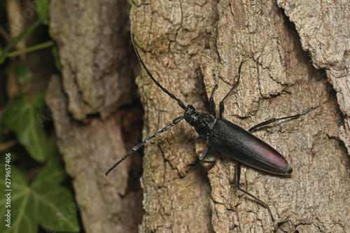 Female of a great capricorn beetle sitting on the oak bark. An endangered European species on a horizontal close up picture in its natural habitat.