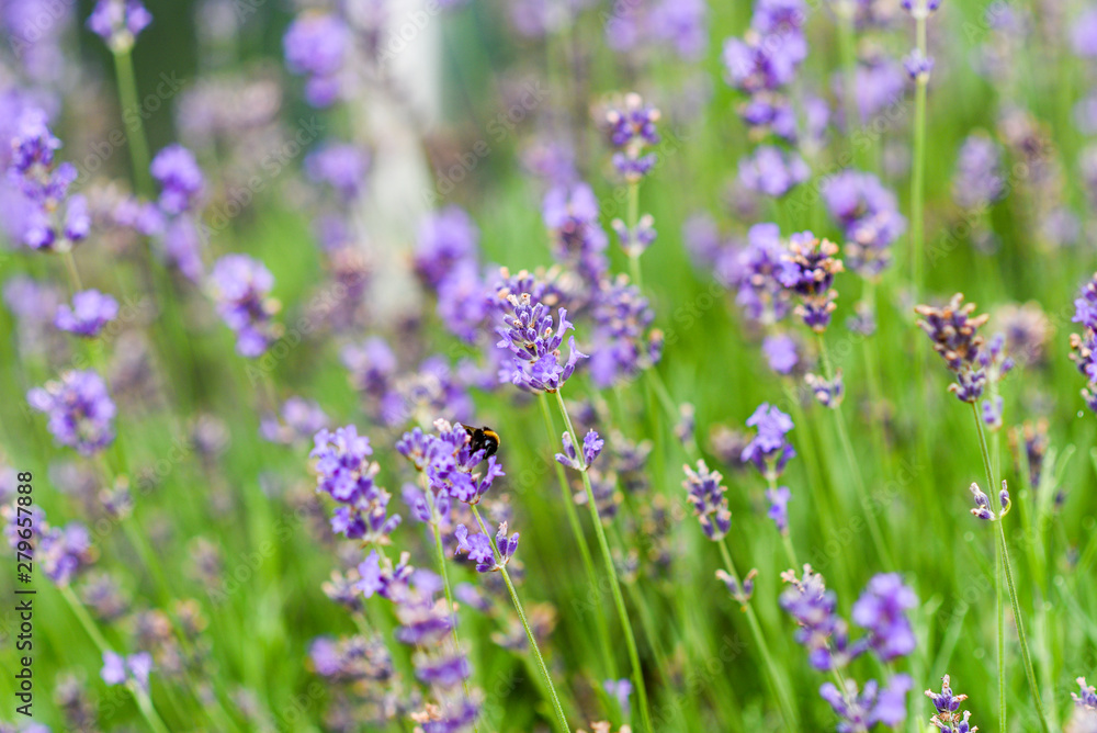 Lavender blooming in the garden. Lavender blooming in the garden.