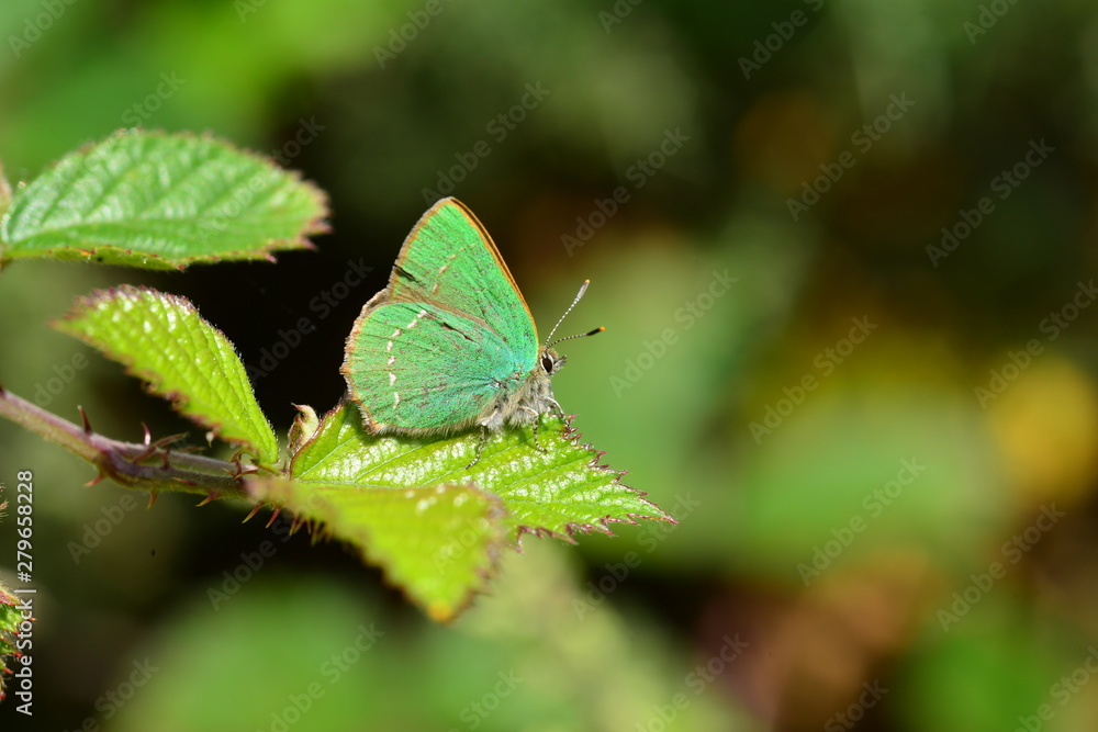 Green Hairstreak Butterfly, U.K. Macro 1:1 image of an insect. Green Hairstreak Butterfly, U.K. Macro 1:1 image of an insect.