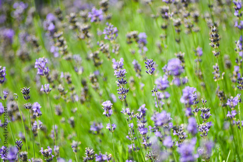 Lavender blooming in the garden.