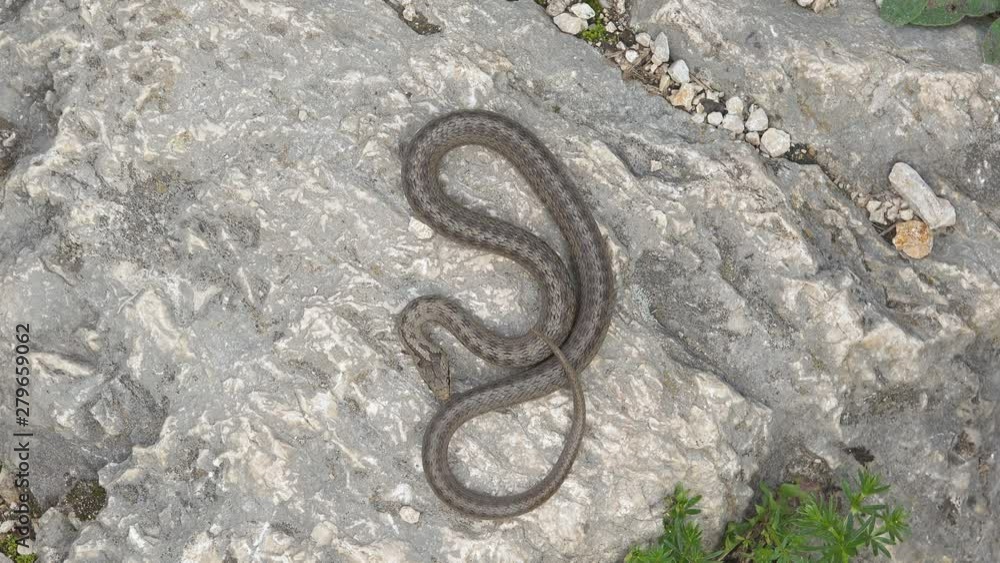 Smooth snake (Coronella austriaca) resting on a stone Smooth snake (Coronella austriaca) resting on a stone