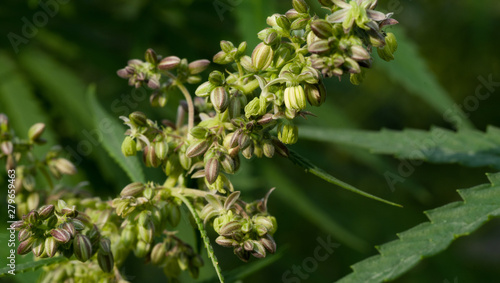 Ripening seeds on a hemp plant on a blurred natural background. Selective focus.