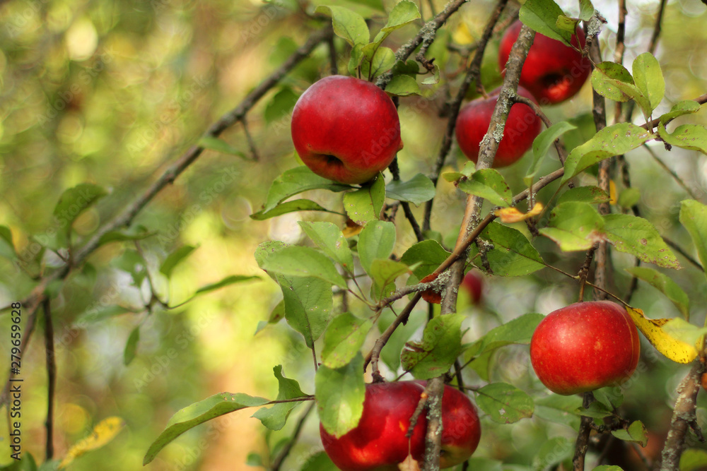 red apples on tree in orchard with sunlights royal gala, fuji, pink lady