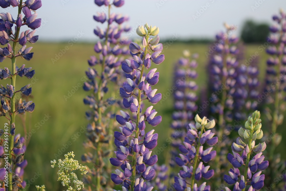 gorgeous purple lupine flowers in a field gorgeous purple lupine flowers in a field