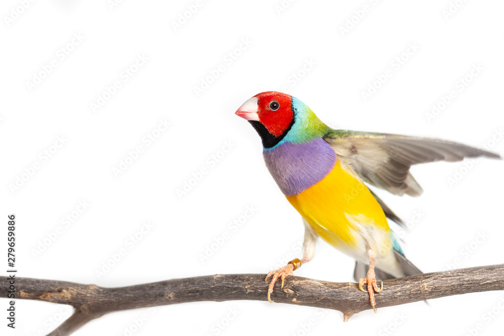 Gouldian finch Bird
