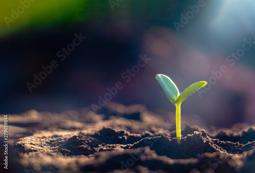 Growing plant,Young plant in the morning light on ground background. photo