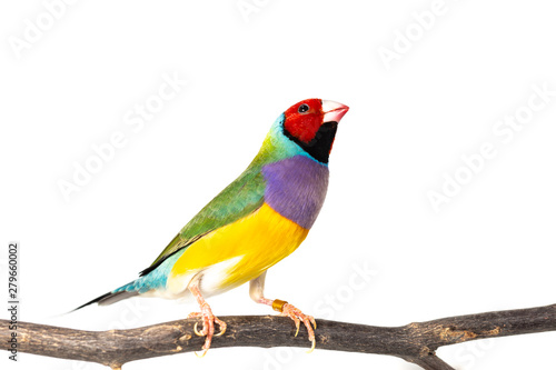 Gouldian finch Bird