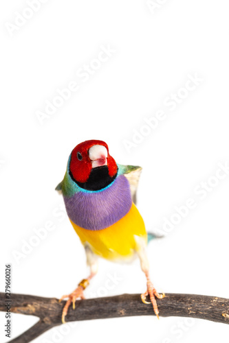 Gouldian finch Bird