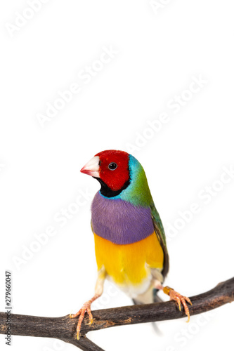 Gouldian finch Bird