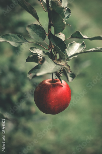 Tablou canvas Organic apples hanging from a tree branch in an apple orchard