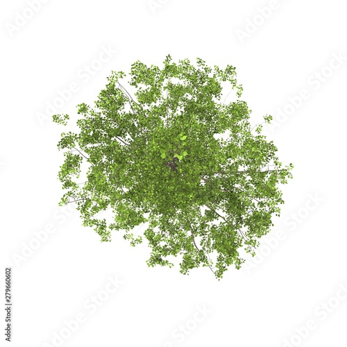 tree on white background top view