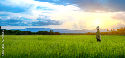 Woman farmer staring green rice seedlings in a paddy field with beautiful sky and cloud