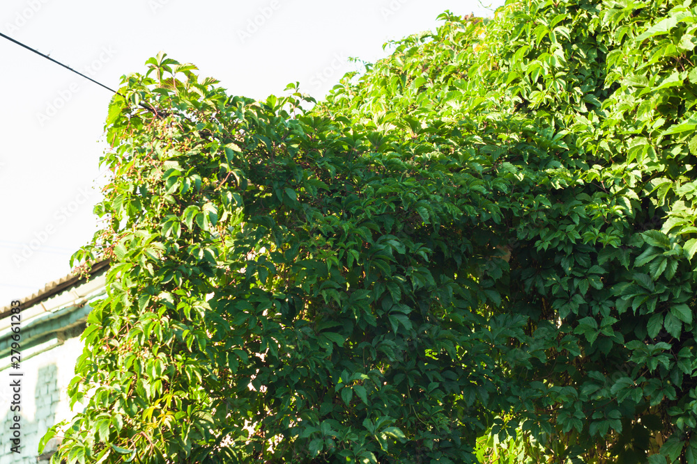 Fototapeta premium Wild grapes on the background of old wooden doors in autumn
