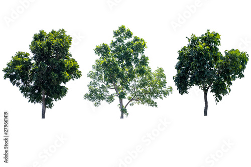 Green tree isolated background with white patterned collection