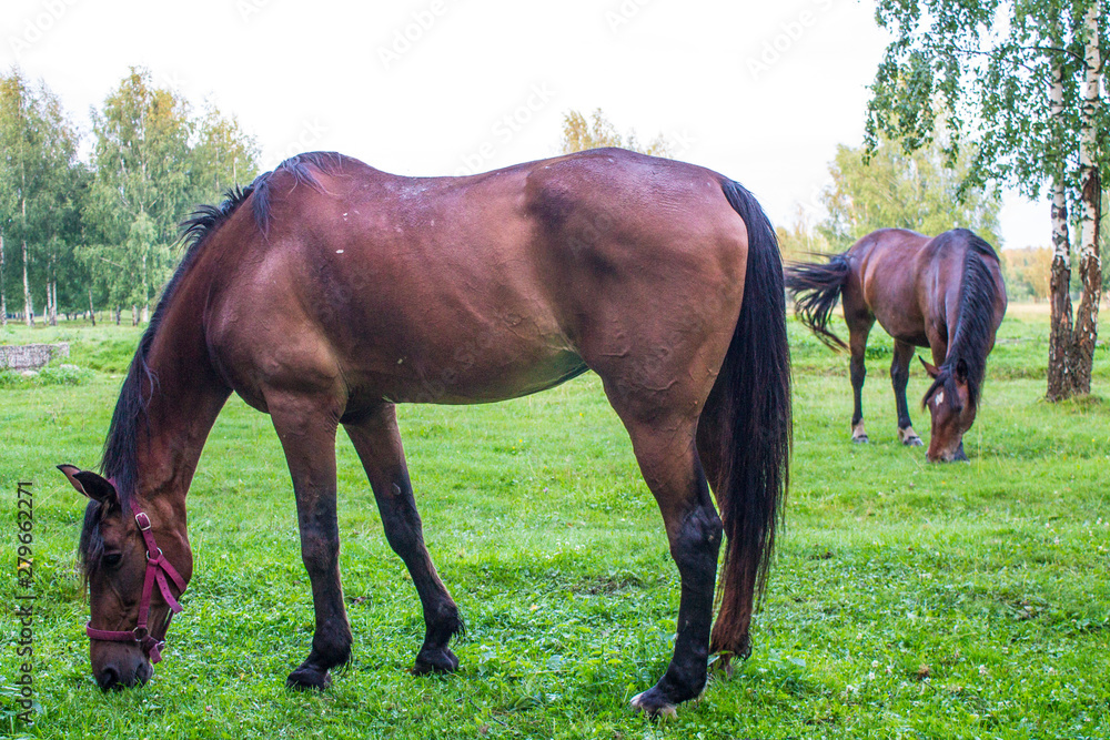 Obraz premium Graceful brown horses on a green meadow in a birch grove on a summer evening