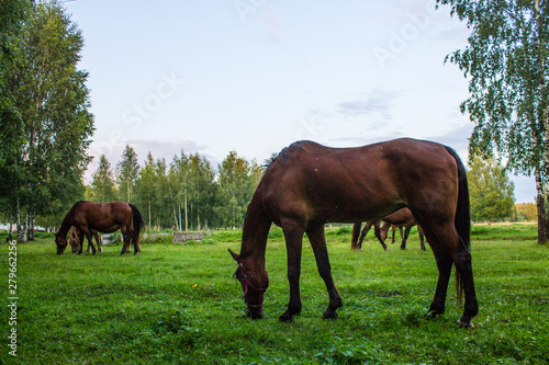 Graceful brown horses on a green meadow in a birch grove on a summer evening