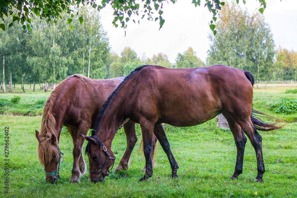 Graceful brown horses on a green meadow in a birch grove on a summer evening Graceful brown horses on a green meadow in a birch grove on a summer evening