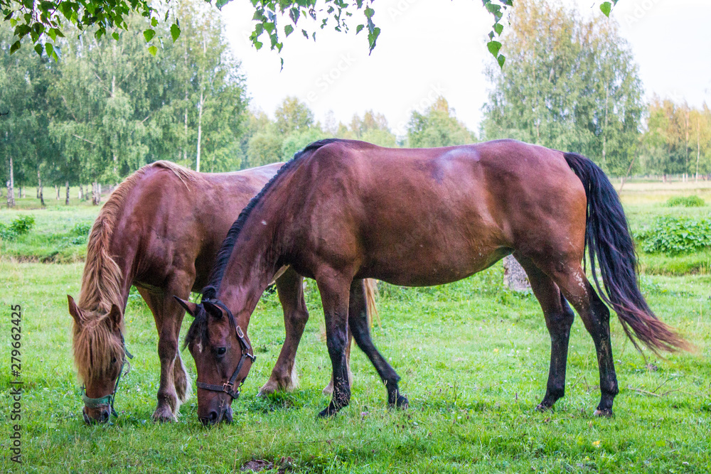 Graceful brown horses on a green meadow in a birch grove on a summer evening Graceful brown horses on a green meadow in a birch grove on a summer evening