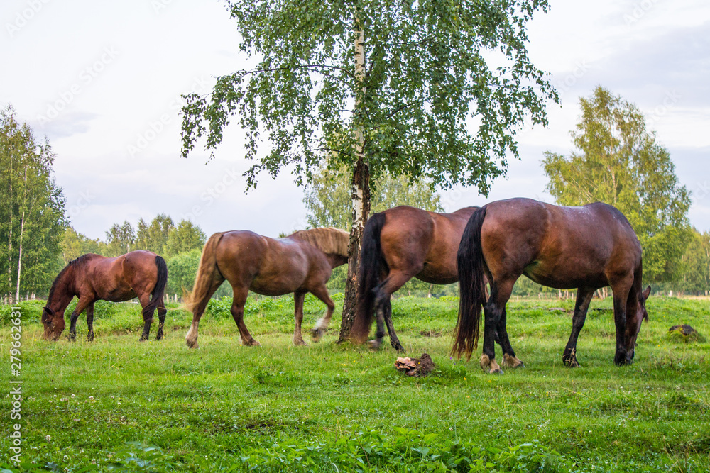 Graceful brown horses on a green meadow in a birch grove on a summer evening Graceful brown horses on a green meadow in a birch grove on a summer evening