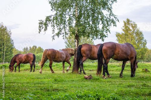 Graceful brown horses on a green meadow in a birch grove on a summer evening