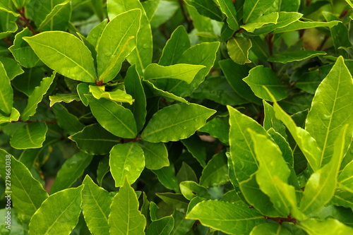 Fotografie Organic laurel tree with bay leaves in garden