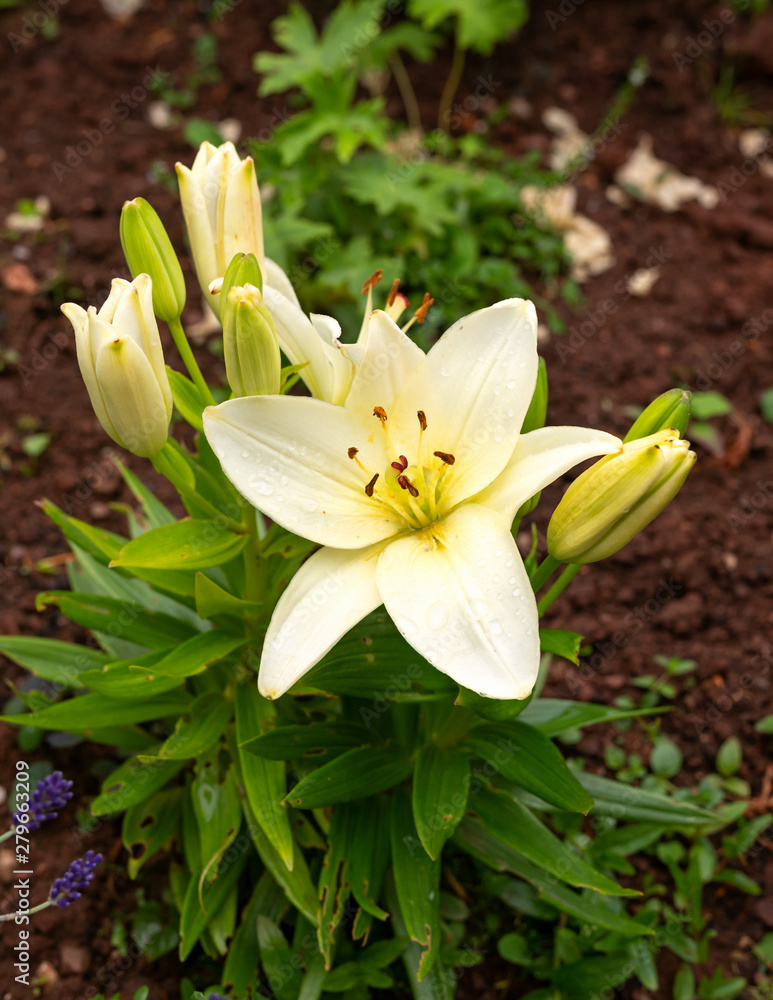 Obraz premium pale yellow lilies are blooming in the garden