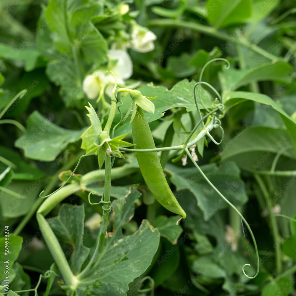 plant of pea wiyth pod growing in garden plant of pea wiyth pod growing in garden