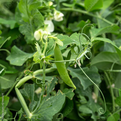 plant of pea wiyth pod growing in garden