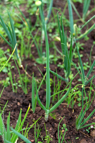 Young spring onion sprout in summer garden