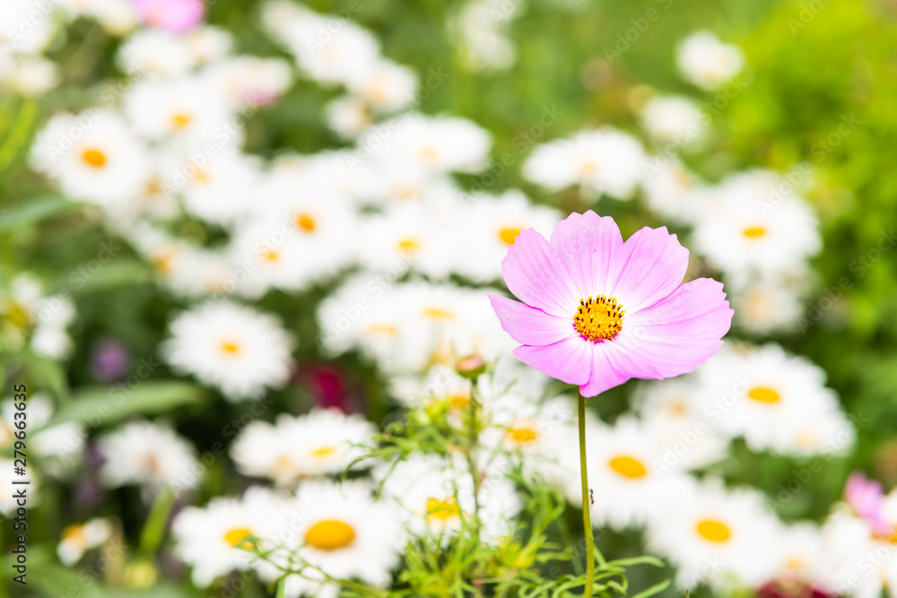 Macro closeup of pink cosmos flower and white, yellow orange chamomile daisy flowers in garden Macro closeup of pink cosmos flower and white, yellow orange chamomile daisy flowers in garden