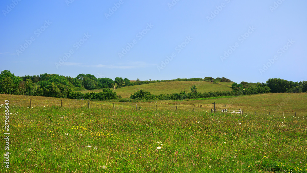 Fototapeta premium English countryside, green summer meadow on hill