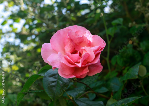 single Pink Rose flower in summer garden