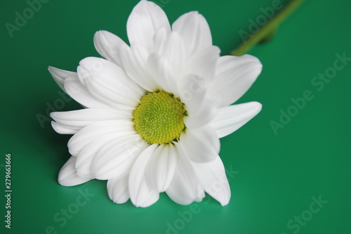 White chrysanthemum on green background. Picturesque flower spray chrysanthemum. Opened chrysanthemum bud.