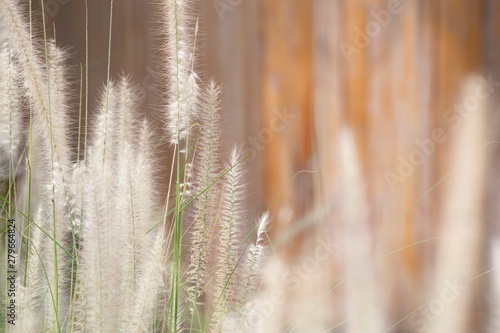 Grass flower in garden. Memory concept.