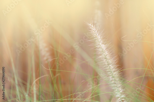 Grass flower in garden. Memory concept.