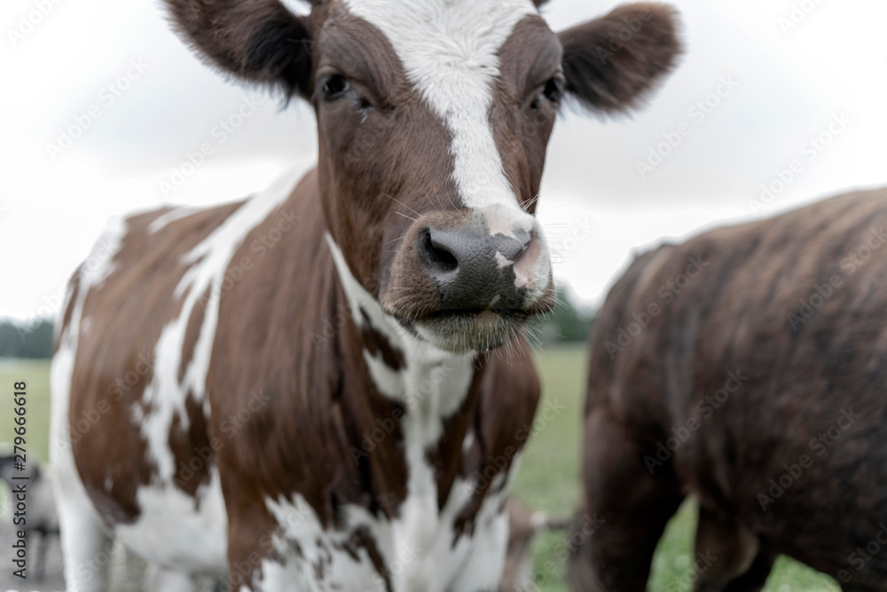 Pet cow on a farm in the countryside. Pet cow on a farm in the countryside.