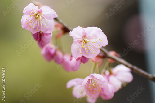知恩寺の富士桜