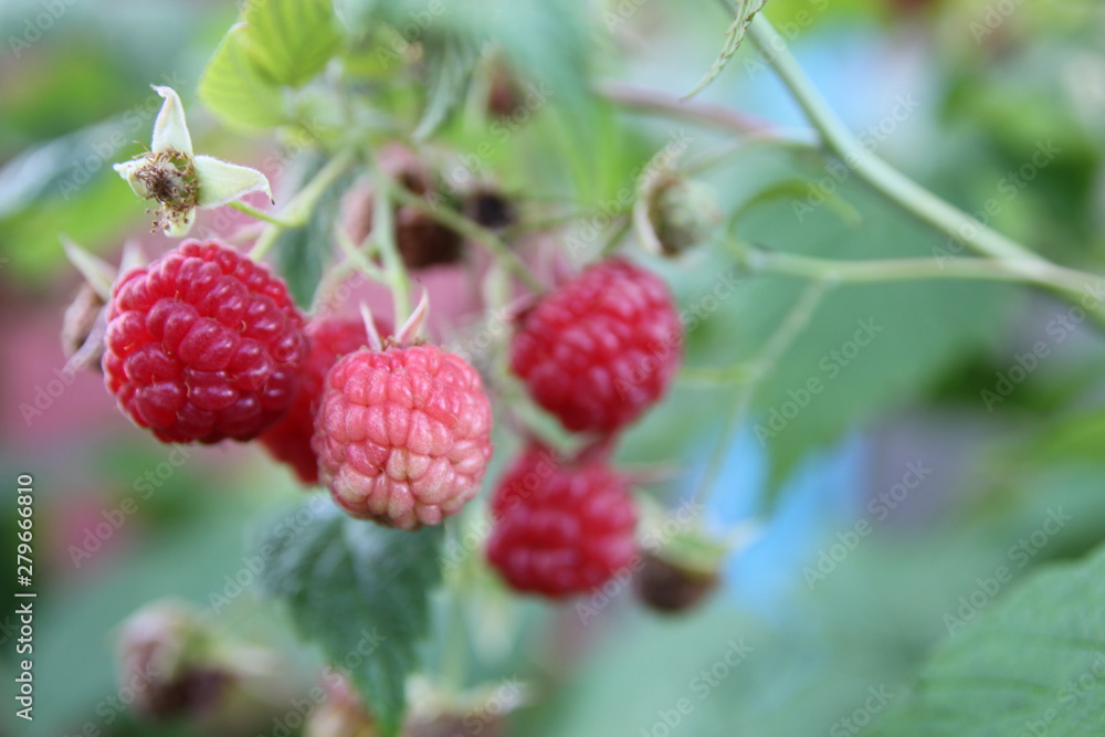 bunch of red raspberries on a Bush, close up bunch of red raspberries on a Bush, close up