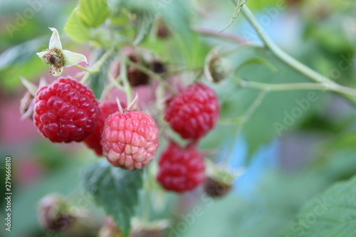 bunch of red raspberries on a Bush, close up