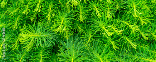 Bright green background of small plants.