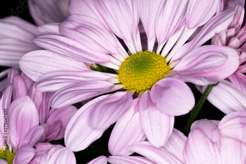 Pink chrysanthemum flower  native to Asia and north eastern Europe  macro with shallow depth of field 