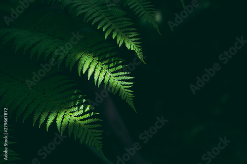 Fototapeta Naklejka Na Ścianę i Meble -  Tropical green leaves with shadow, Nature concept