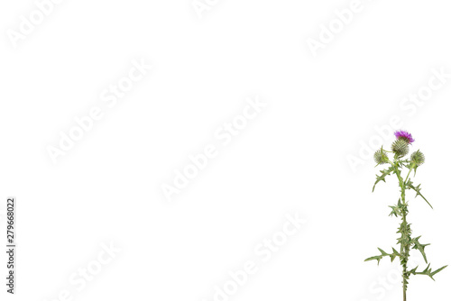 Fototapeta Naklejka Na Ścianę i Meble -  A small isolated Thistle with stem and leaves weighted to the right with room for copy text on the left