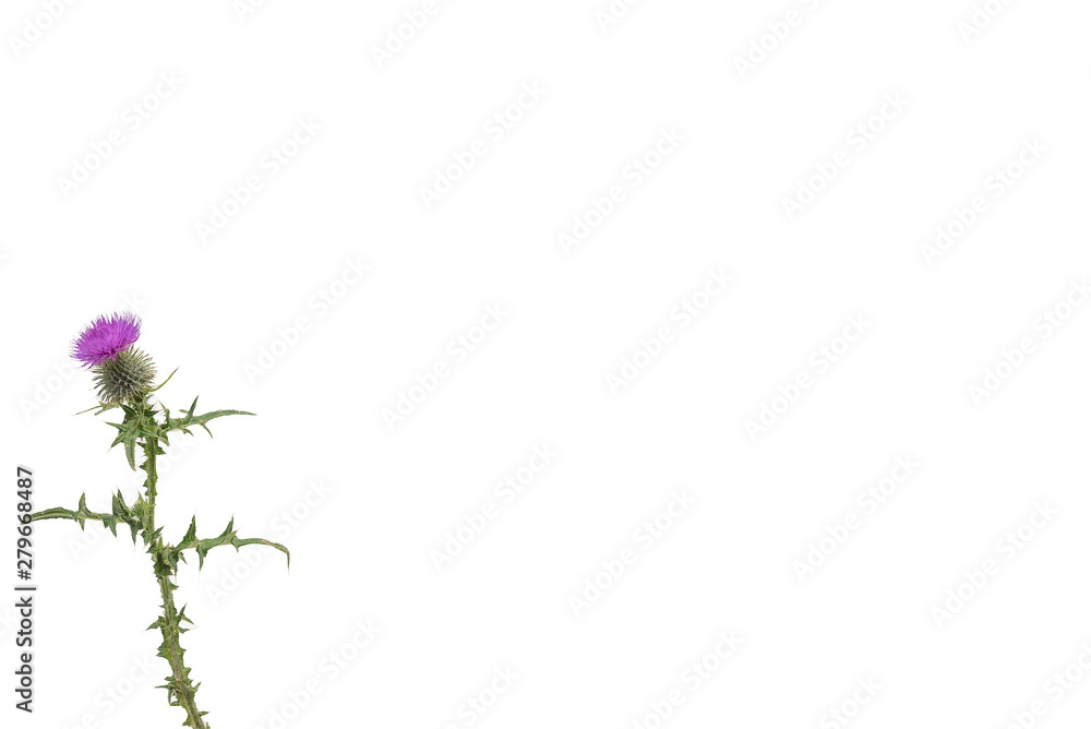 A small isolated Thistle with stem and leaves weighted to the left with room for copy text on the right A small isolated Thistle with stem and leaves weighted to the left with room for copy text on the right