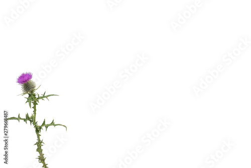 A small isolated Thistle with stem and leaves weighted to the left with room for copy text on the right